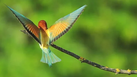 Birds Bee-eaters performing nesting games and hunting insects 스톡 동영상 45293730