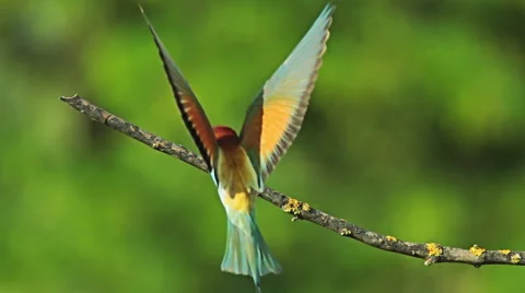 Birds Bee-eaters performing nesting games and hunting insects Vídeo Stock 45293751