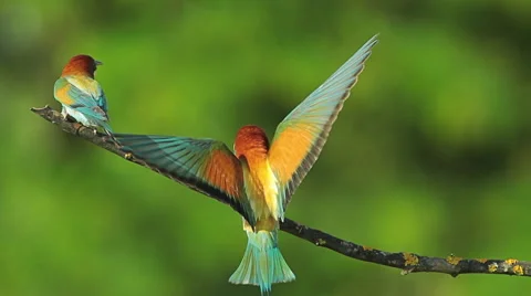 Birds Bee-eaters performing nesting games and hunting insects 스톡 동영상 45293787