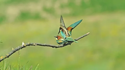 Birds Bee-eaters performing nesting games and hunting insects 스톡 동영상 45293843