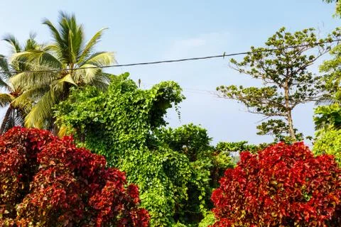 Birds between tropical trees. Stock Photos