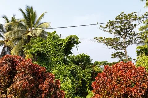Birds between tropical trees. Stock Photos