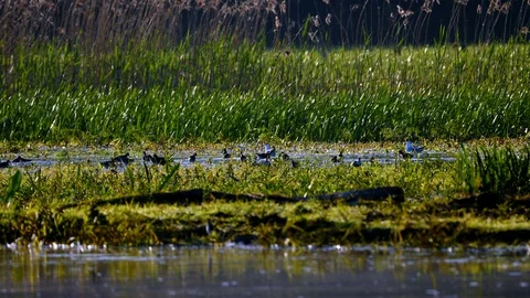 Birds on the Biebrza backwaters1 Video stock 128379074