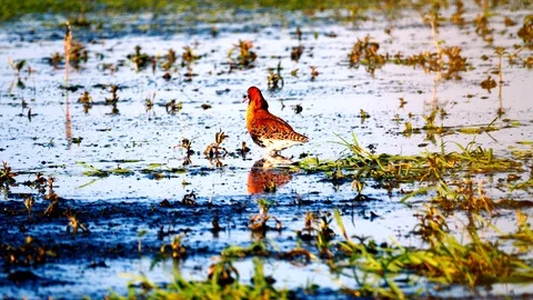 Birds on the Biebrza backwaters2 Video stock 128379233