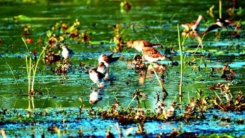Birds on the Biebrza backwaters3 Stock Footage