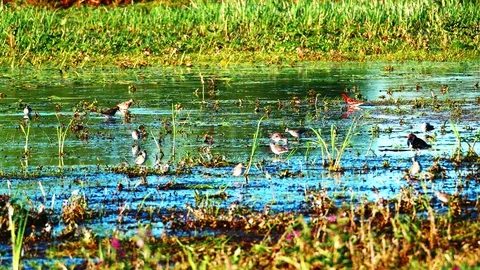 Birds on the Biebrza backwaters4 Video stock 128379786