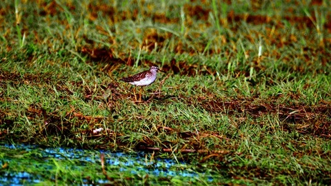 Birds on the Biebrza backwaters5 Video stock 128379964