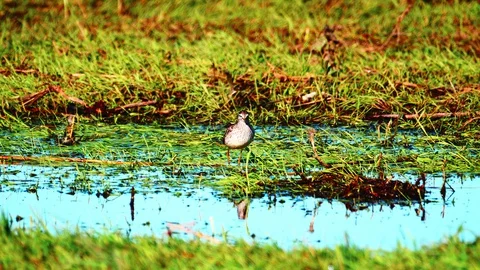 Birds on the Biebrza backwaters6 Video stock 128380126