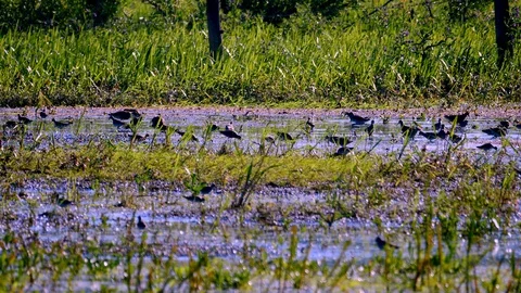 Birds on the Biebrza backwaters7 Video stock 128380358