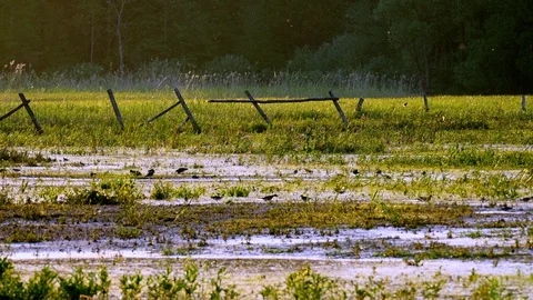 Birds on the Biebrza backwaters8 Video stock 128380375