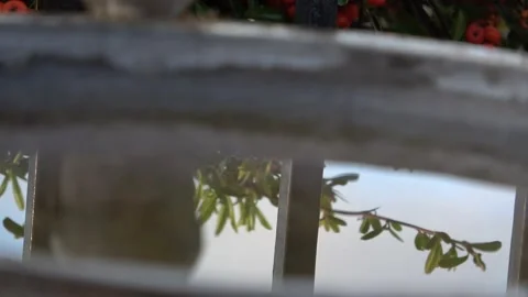 Birds in a Bird Bath Stock Footage 138975780