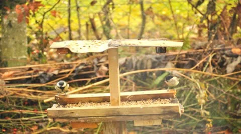 Birds at the Bird feeder Видео 9707348