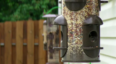 Birds at a Bird Feeder Stock-Footage 30588499