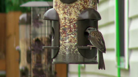Birds at a Bird Feeder Stock Footage 30591866