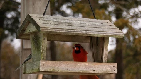 Birds on a bird feeder Stock Footage 102471946