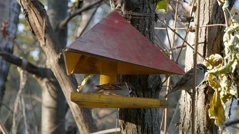 Birds in a bird feeder Stock Footage 162768276