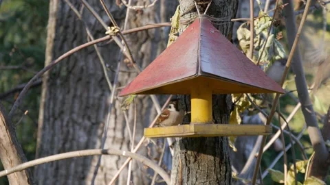 Birds in a bird feeder Stock Footage 162768311