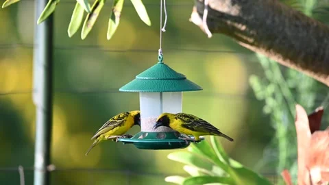 Birds on a bird feeder Stock Footage 339891283
