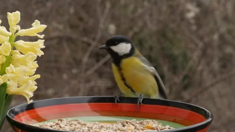 Birds on a bird feeder Stock Footage 344894039