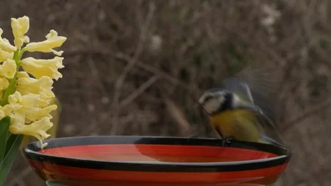 Birds on a bird feeder Stock Footage 344900097