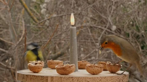 Birds on a bird feeder Stock Footage 345311508