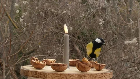 Birds on a bird feeder Stock Footage 345328285