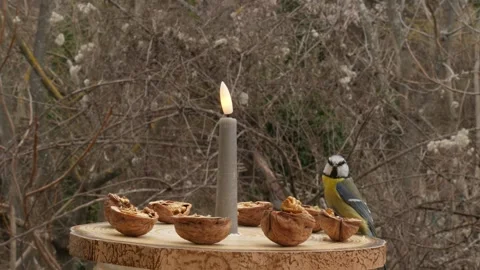 Birds on a bird feeder Stock Footage 345332769
