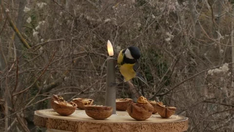 Birds on a bird feeder Stock Footage 345333488