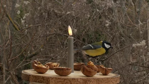 Birds on a bird feeder Stock Footage 345334065