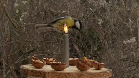 Birds on a bird feeder Stock Footage 345335161