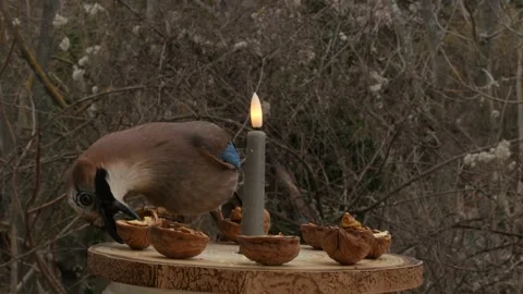 Birds on a bird feeder Stock Footage 345336423