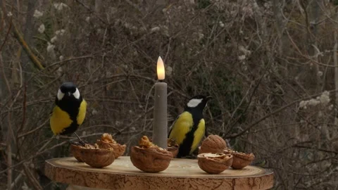Birds on a bird feeder Stock Footage 345338877