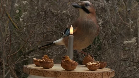 Birds on a bird feeder Stock Footage 345339684