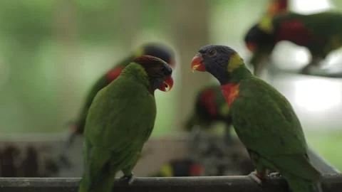 Birds at bird park Stockbeeldmateriaal 265875705