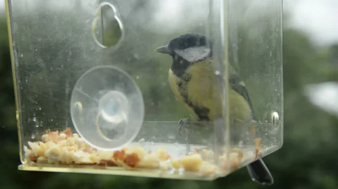 Birds on birdfeeder Stock Footage 29661625