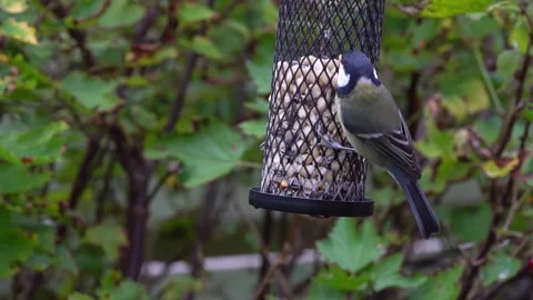 Birds on a birdfeeder Stock Footage 244566496