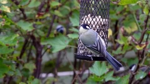 Birds on a birdfeeder Stock Footage 244566514
