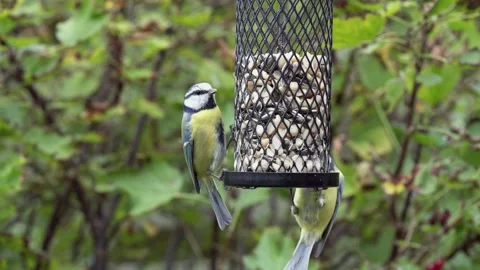 Birds on a birdfeeder Stock Footage 244566546
