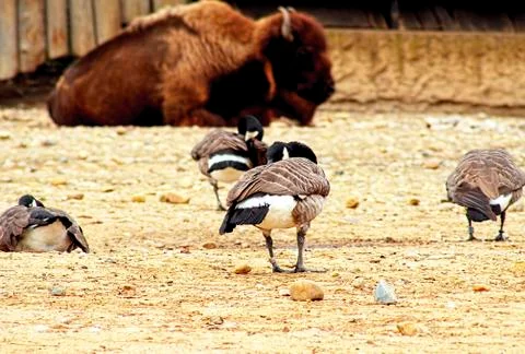 Birds with a Bison Oxe lying down in the background Stock Photos