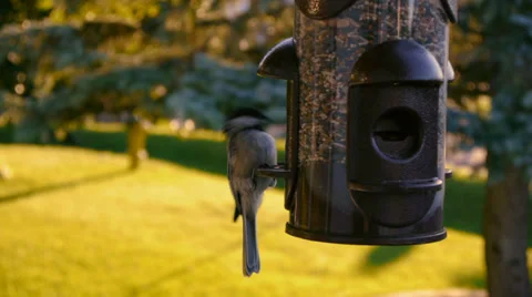Birds, Black-capped Chickadee Stock Footage 27257399