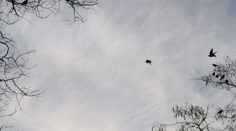 Birds black silhouettes massive flock flight on sky background Stock Footage 59854576