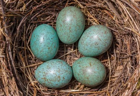 Bird's (Blackbird) Nest - Five turquoise speckled eggs in the nest Stock Photos