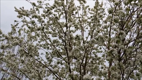 Birds in a Blooming Tree 스톡 동영상 89561064