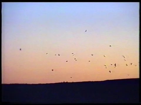Birds At Blue Hour Vídeos de archivo 344382519