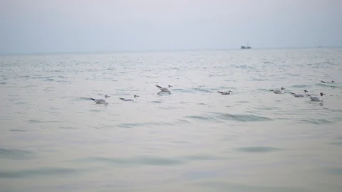 Birds on the blue river Stock Footage 123677048