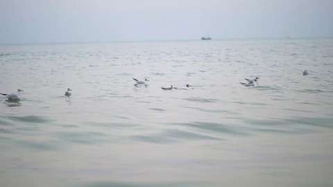 Birds on the blue river Stock Footage 123677096