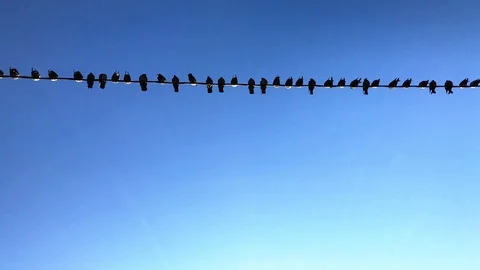 Birds on blue sky background. doves on the background of blue sky. 6 Stock Footage 98400544
