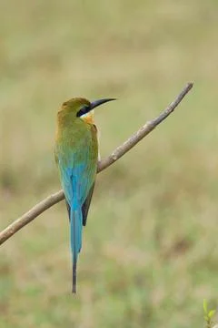 Birds, blue-tailed bee-eater merops philippinus sitting on perch, Bangalore.. Stock Photos