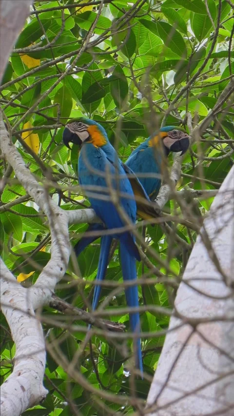 Birds blueandyellow macaw percherd tree Madre de Dios Peru 動画素材 284456851