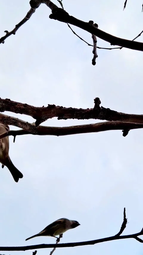 Birds on a branch Stock Footage 341424044